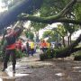 14 Pohon di Jakarta Tumbang Hari ini, Empat Orang Luka hingga Bangunan Rusak