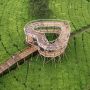 Melihat Wisata Alam Kebun Teh Tambi Sikatok di Wonosobo
