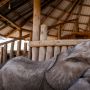 Jatuh Bangun Suaka Gajah Reteti di Kenya Akibat Kekeringan