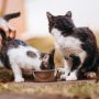 Heboh Harga Royal Canin Naik, Babu Anabul: Maaf Meng Kita Turun Kasta Dulu