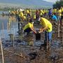ASDP Akselerasi Program Penanaman Mangrove untuk Tekan Emisi Karbon