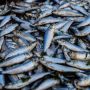 4 Langkah Mudah Memasak Ikan, Anti Ribet