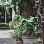 Menurut Feng Shui, 5 Tanaman Ini Tak Boleh Ditanam di Depan Rumah!