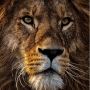 5 Fakta Menarik tentang Zodiak Leo, Inilah Kelemahan Mereka!