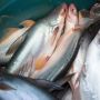 4 Manfaat Ikan Patin bagi Kesehatan, Juga dapat Menyehatkan Tulang!