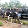 Kasus PMK Hewan Ternak Sudah Melandai di Kabupaten Boyolali, 5.612 Ekor Sapi Dinyatakan Sembuh