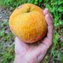 3 Manfaat Buah Kecapi untuk Kesehatan, Bisa Turunkan Kolesterol Jahat