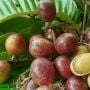 5 Manfaat Buah Matoa, Bisa Jadi Sumber Antioksidan hingga Cegah Kanker