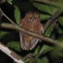 Spesies Burung Hantu Baru Ditemukan, Langsung Masuk Daftar Merah