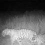 Kamera Rekam Dua Harimau Teluk Lanus Siak, Umpan Perangkap Tinggal Tulang