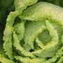 Enak Dikonsumsi Mentah atau Matang, Ini 4 Jenis Sayur Lalapan Khas Indonesia