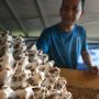 Mengintip Bisnis Ternak Jangkrik yang Menguntungkan