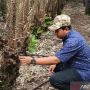Bisa Jadi Ladang Ekonomi, Salak Sabang Resmi Jadi Varietas di Kementan