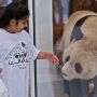 Jelang Piala Dunia, China Kirim Hadiah Sepasang Panda Untuk Qatar