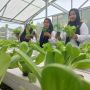 Dapat Berkah dari Berkebun Hidroponik Binaan Pertamina