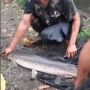 Dramatis! Evakuasi Ikan Aligator oleh Petugas Damkar, Pemilik Kaget Besar Ikannya Capai 1,5 Meter