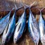 Ini 5 Manfaat Ikan Patin dan Salah Satunya Baik untuk Sistem Saraf