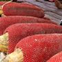 Kaya Khasiat, 5 Manfaat Buah Merah dari Tanah Papua
