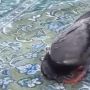 Unggah Video Burung Sujud, Ijeck: Burung Ikut Salat, Bagaimana dengan Kita Manusia