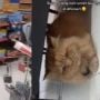 Dicari Pemiliknya, Kucing Ini Malah Santuy Sembunyi di Minimarket