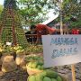 Memilih Beragam Buah Mangga di Festival Mangga Indramayu