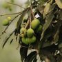 7 Manfaat Daun Mangga, Buat Rambut Berkilau Sampai Mengurangi Kerutan