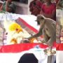 Seolah Tak Ingin Berpisah, Momen Pilu Monyet Ini Usap Jenazah Tuannya di Dalam Peti Mati Bikin Terharu