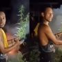 Heboh Video Warga Musnahkan Tanaman Ganja Sambil Ketawa: Ngefly Berjamaah
