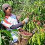 PGE Area Ulubelu Optimalkan Potensi Tanaman Kopi untuk Tingkatkan Ekonomi Masyarakat Sekitar