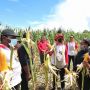 Papua Muda Inspiratif Panen Jagung dan Produksi Pakan Ayam Petelur