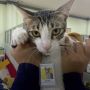 Soleh si Kucing Resmi Jadi PNS di Dirjen Pajak, Warganet: Penasaran Gajinya Berapa Ya?