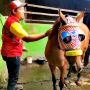 Perkenalkan Adinda dan Agustin: Sepasang Kuda yang Tarik Kereta Kencana Pernikahan Kaesang Pangarep dan Erina Gudono