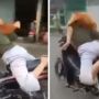 Aksi Bar-bar Emak-emak Hijab, Ngebut Sambil Lepas Tangan Gaya Superman: Mumpung Nyawa Gratis!
