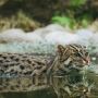 Mengenal Fishing Cat, Kucing yang Bersahabat dengan Air