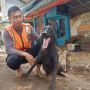 Mengenal Walet, Anjing Jenis Dutch Shepherd yang Temukan 10 Jasad Korban Gempa Cianjur