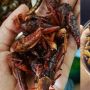 Deretan Kuliner Ekstrem di Jogja, Siapa yang Berani Makan?