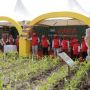 Syngenta Resmikan Fasilitas Benih Jagung dan Luncurkan Official Store e-Commerce