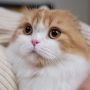 Cara Menggendong Kucing yang Benar, Agar Anabul Nyaman dan Tak Kesakitan