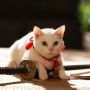 6 Film Jepang Bertema Kucing: Menggemaskan!