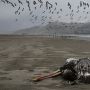 Diterjang Wabah Flu Burung, 14.000 Burung Laut Ditemukan Mati di Peru