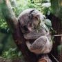 3 Fakta Unik Koala, Hewan Lucu Asal Australia