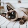 3 Perbedaan Kucing Himalaya dan Siam, Serupa tapi Tak Sama!