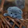 3 Hal yang Perlu Diperhatikan Saat Mengatasi Belek pada Mata Anak Kucing