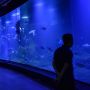 Wisata Sambil Belajar di Aquarium Indonesia Pangandaran