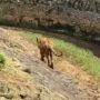 Heboh Video Harimau Ragunan Kurus, Publik Singgung Ladang Penyiksaan