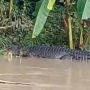 Buaya 4 Meter Muncul Setelah Banjir di Lombok, Diduga Jumlahnya Lebih dari Satu