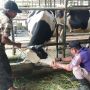 Cegah Wabah PMK di Boyolali, Butuh Penanganan Medis dan Vaksinasi Untuk Ternak Sapi