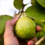 3 Fakta Makan Jambu Biji saat Hamil, Benarkah Bisa Mempengaruhi Janin?