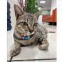 Muncul Kokom Penguasa Jagad Kucing PUPR: Saingan Soleh Nih