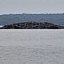 Pulau Baru Muncul di Tengah Laut Usai Gempa Maluku Pagi Ini